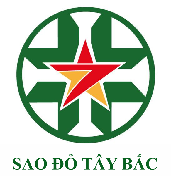 Sao Đỏ Tây Bắc – Cây Sâm lai Châu/Sâm Ngọc Linh