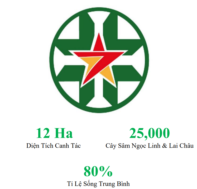 Sao Đỏ Tây Bắc – Cây Sâm lai Châu/Sâm Ngọc Linh