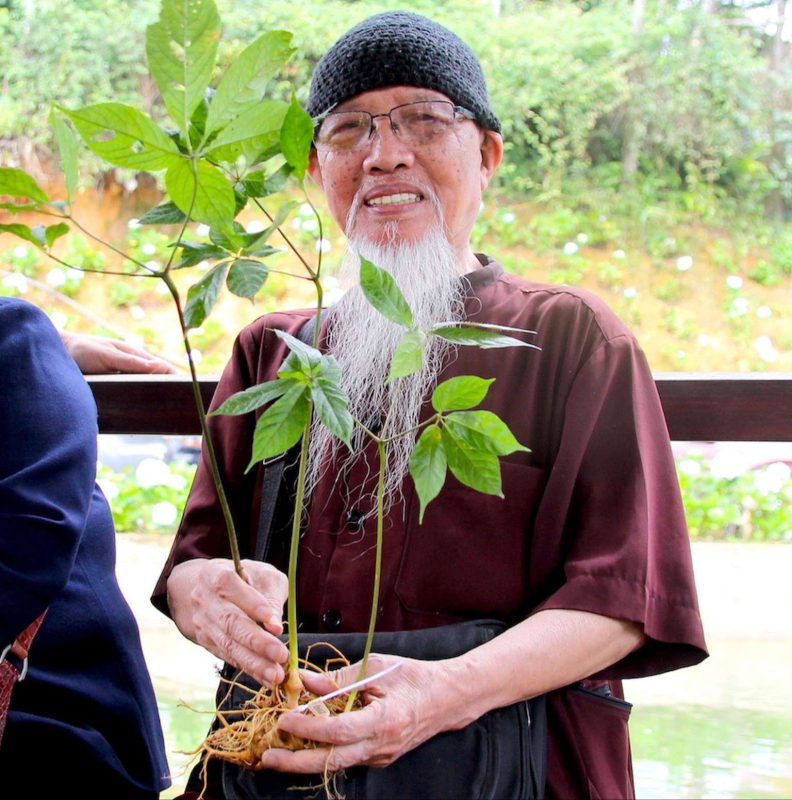 Sao Đỏ Tây Bắc – Cây Sâm lai Châu/Sâm Ngọc Linh