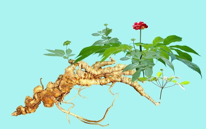 Hình ảnh toàn cây Sâm Ngọc Linh