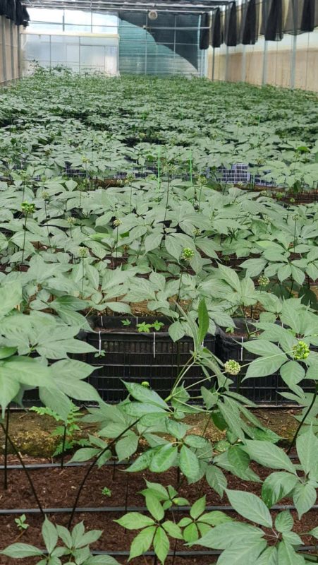 Sao Đỏ Tây Bắc – Cây Sâm lai Châu/Sâm Ngọc Linh