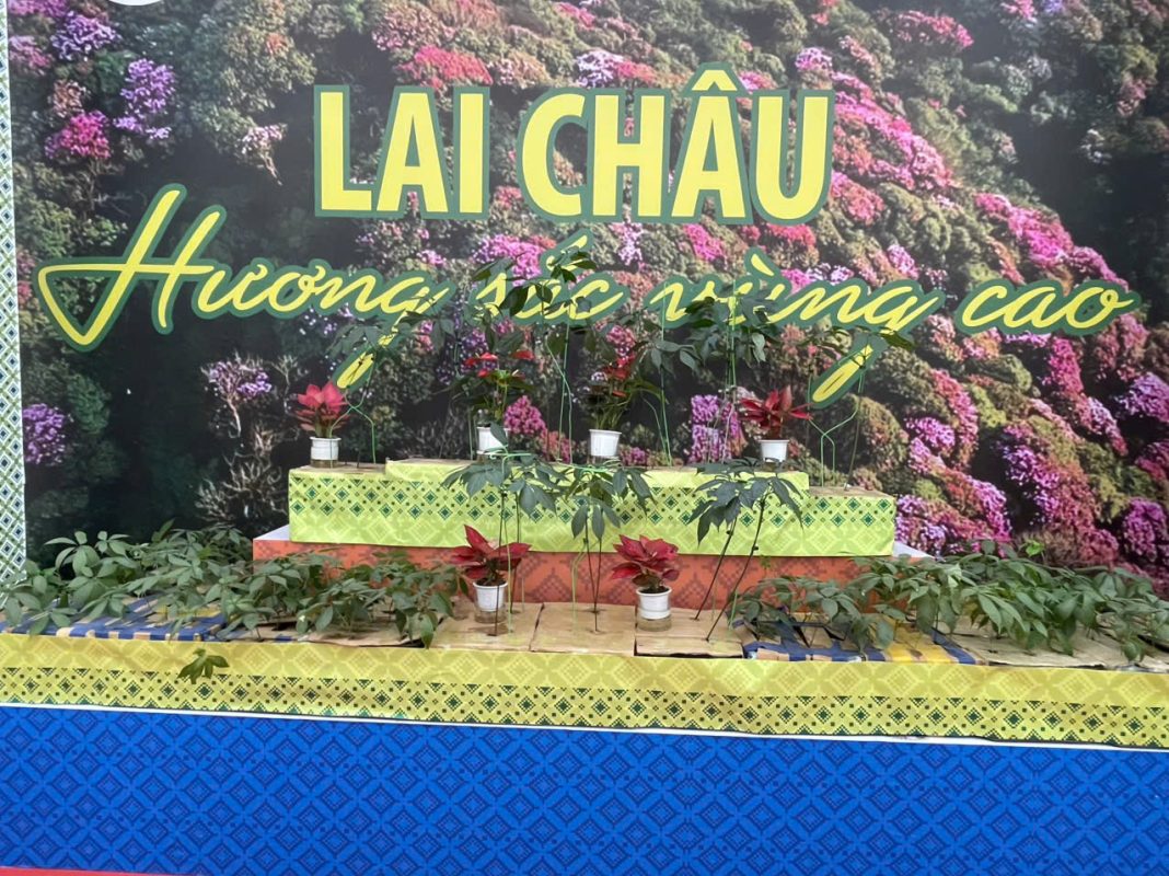 Sao Đỏ Tây Bắc – Cây Sâm lai Châu/Sâm Ngọc Linh