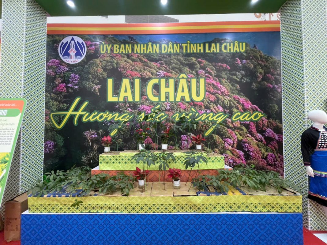 Sao Đỏ Tây Bắc – Cây Sâm lai Châu/Sâm Ngọc Linh