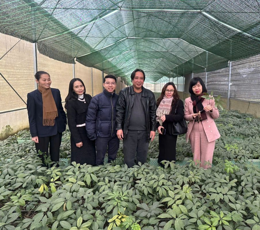 Sao Đỏ Tây Bắc – Cây Sâm lai Châu/Sâm Ngọc Linh