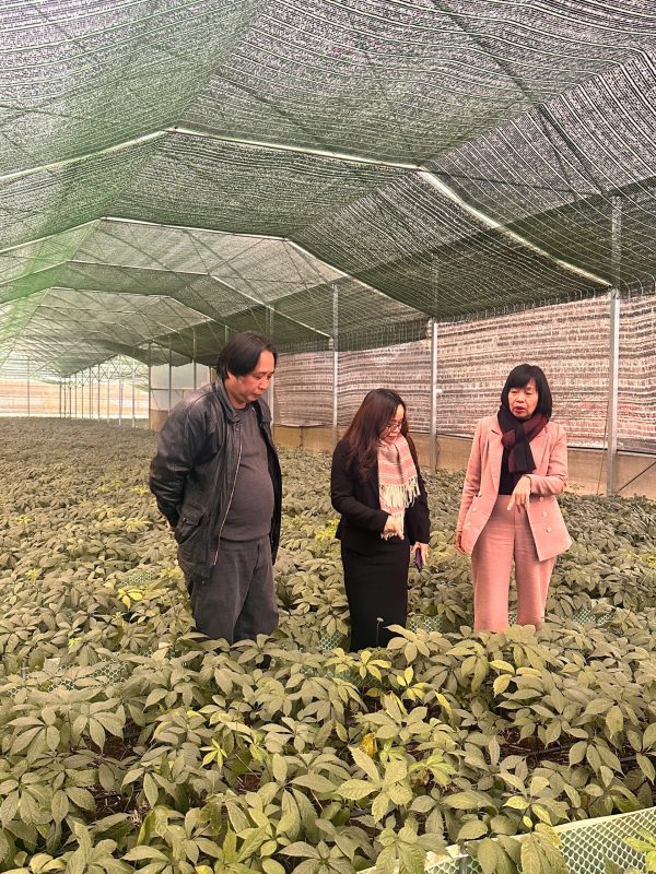 Sao Đỏ Tây Bắc – Cây Sâm lai Châu/Sâm Ngọc Linh