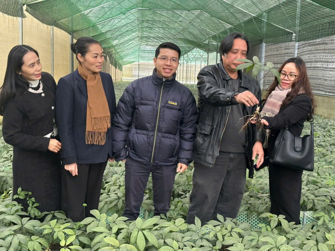 Sao Đỏ Tây Bắc – Cây Sâm lai Châu/Sâm Ngọc Linh